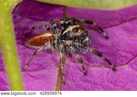 Adult Male Jumping Spider