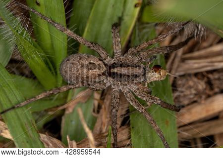 Adult Wolf Spider Of The Family Lycosidae Preying On A Short-horned Grasshopper Nymph Of The Family 