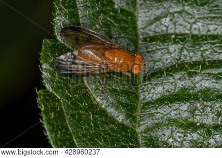 Adult Lauxaniid Fly Of The Family Lauxaniidae