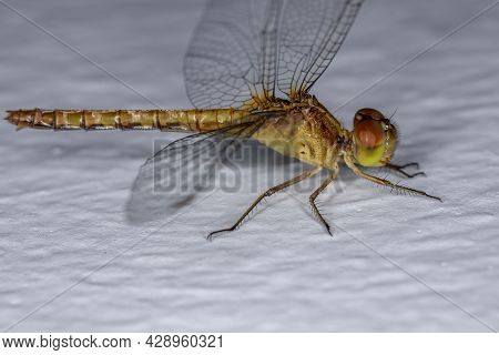 Adult Dragonlet Insect Of The Genus Erythrodiplax