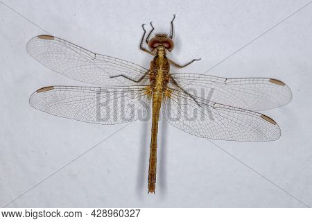 Adult Dragonlet Insect Of The Genus Erythrodiplax