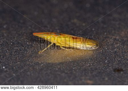 Adult Typical Leafhopper