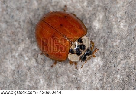 Adult Asian Lady Beetle Of The Species Harmonia Axyridis