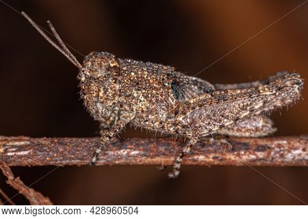 Short-horned Grasshopper Nymph Of The Family Acrididae Filled With Water Droplets Dew After Frost