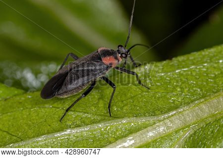 Adult Plant Bug Of The Genus Prepops