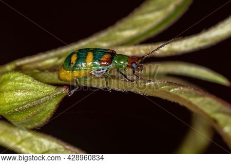 Adult Leaf Beetle Of The Species Diabrotica Speciosa