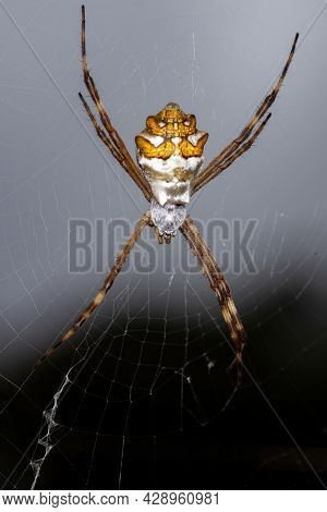 Adult Female Silver Garden Orbweaver Of The Species Argiope Argentata