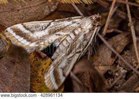 Adult Crambid Snout Moth Of The Family Crambidae