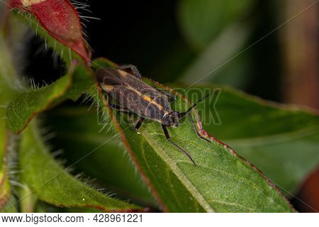 Adult Plant Bug Of The Genus Prepops