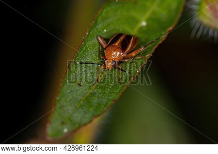 Adult Plant Bug Of The Family Miridae