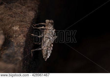 Damselfly Insect Molt