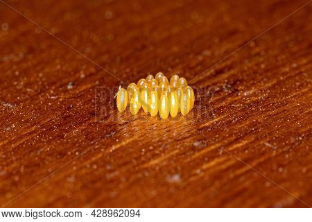 Asian Lady Beetle Eggs
