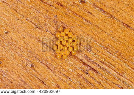 Asian Lady Beetle Eggs