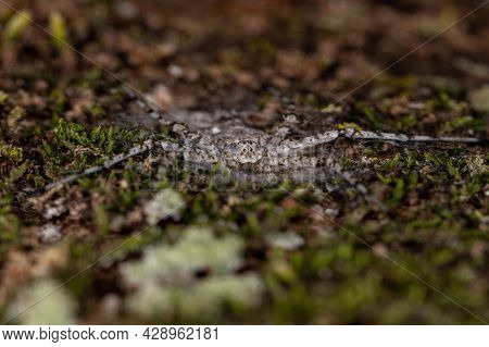 Adult Longspinneret Spider Of The Family Hersiliidae