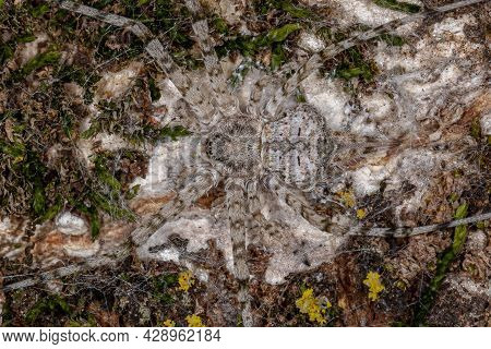 Adult Longspinneret Spider Of The Family Hersiliidae
