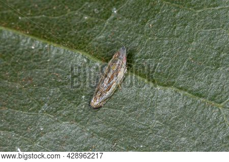 Small Typical Leafhopper