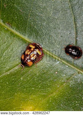 Small Typical Leafhopper Nymph