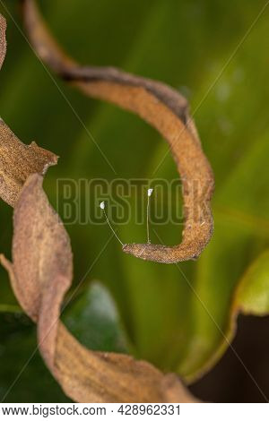 Green Lacewing Eggs Of The Family Chrysopidae