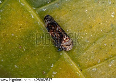Small Typical Leafhopper Of The Subfamily Deltocephalinae