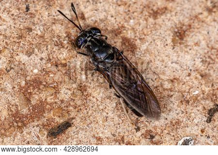 Black Soldier Fly Of The Species Hermetia Illucens