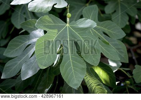 Green Fig Growing On A Tree, Natural Background