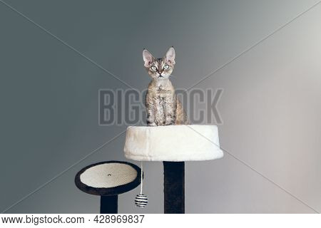 Devon Rex Cat Is Sitting On Top Of Cat Scratching Post Inside A Comfortable Nest Bed; Kitty Feeling 