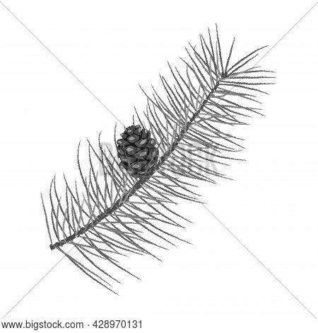 A Pine Branch With A Cone. Black And White Vector Illustration