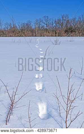 Animal Tracks In The Winter Snow In Crabtree Nature Center In Illinois