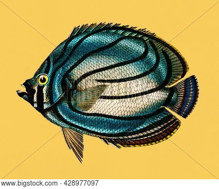 Vintage Illustration of Chaetodon meyeri.