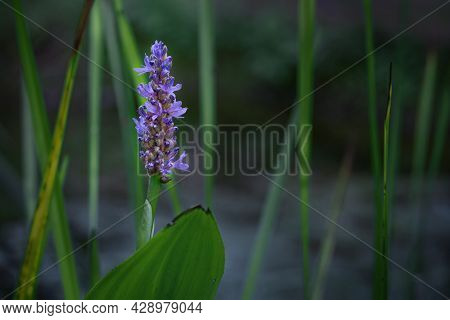 Blue Flower Of Pickerelweed (pontederia Cordata), An Ornamental Garden Pond Plant, Growing Also Wild