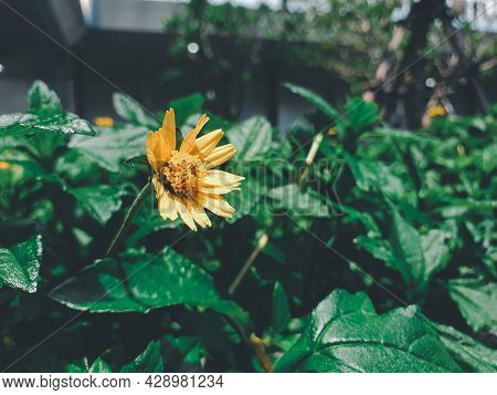 Flower (melampodium Paludosum Flower)