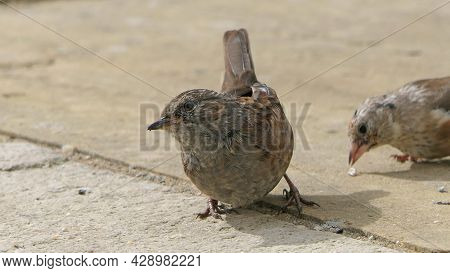 Dunnock Searching For Food On The Ground