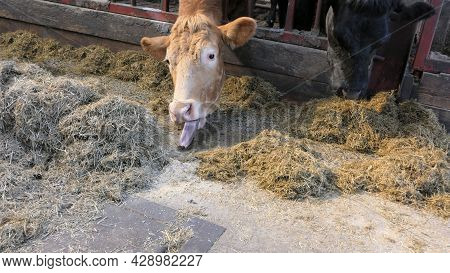 Cow With Long Tongue Eating Silage Grass Through A Gate In A Shed