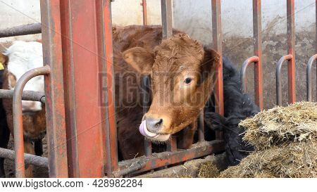 Cow With Long Tongue Licking Her Nose Through A Gate In A Shed