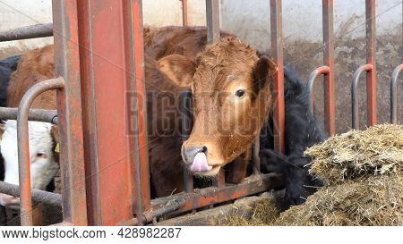 Cow With Long Tongue Licking Her Nose Through A Gate In A Shed