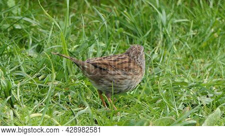 Dunnock Searching For Food On The Ground