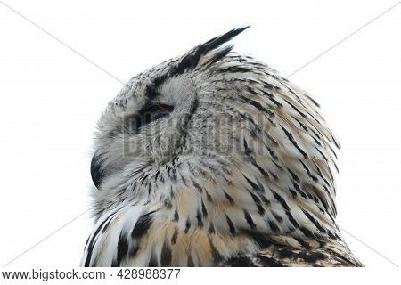 The Owls (strigiformes) Are An Order Of Birds