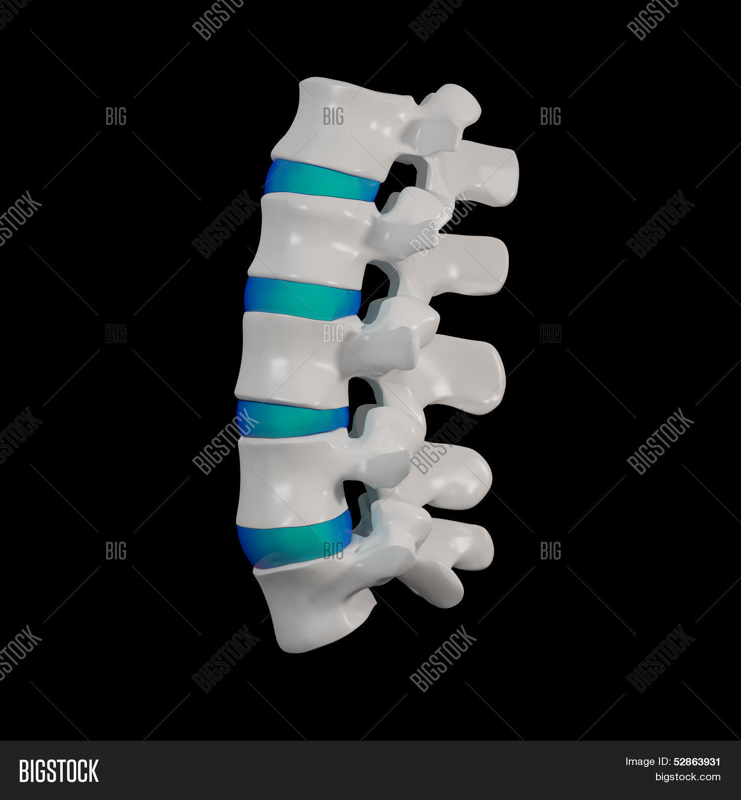 3d Rendered - Spine Image & Photo (Free Trial) | Bigstock