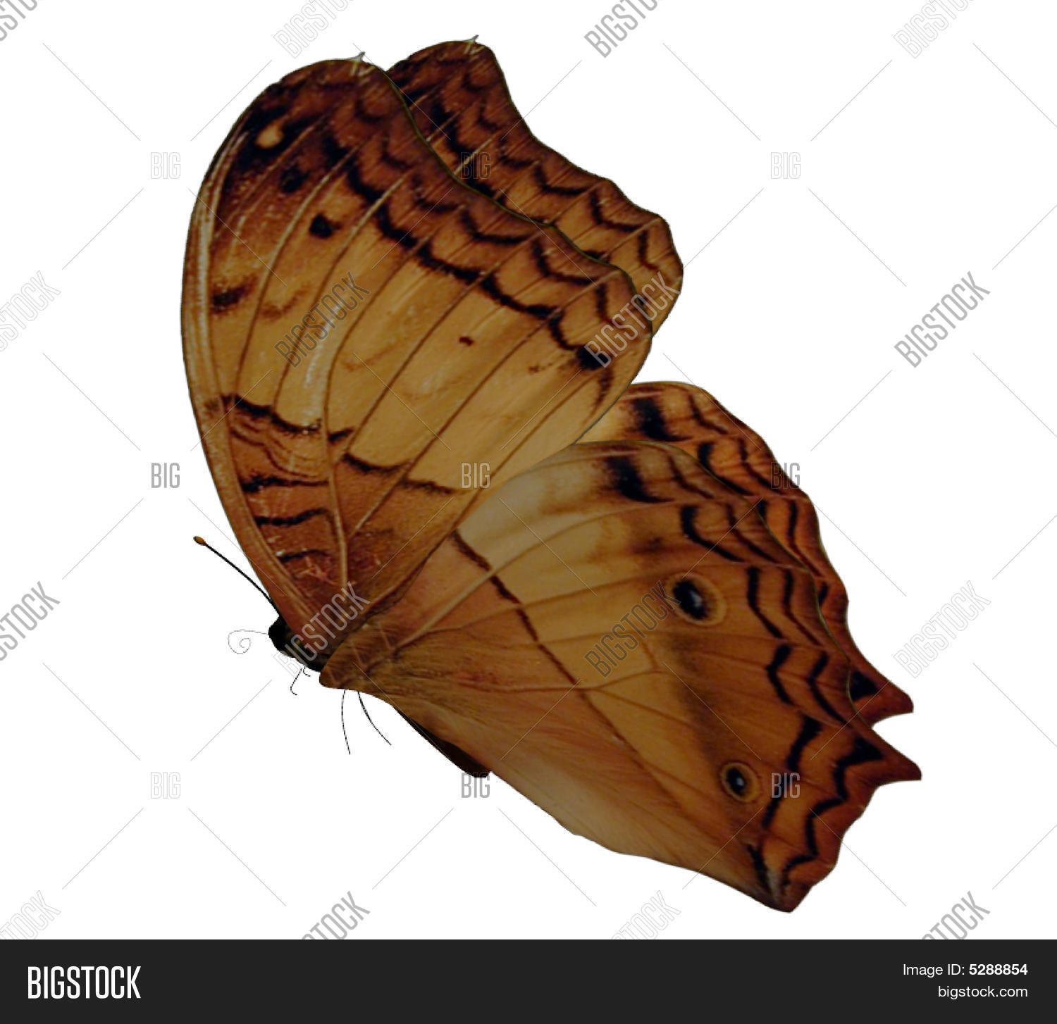 Brown Gold Butterfly Image & Photo Bigstock