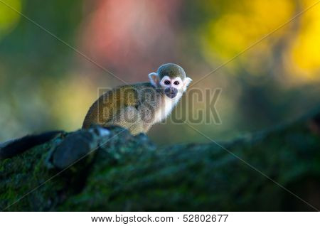 Squirrel Monkey - Saimiri Sciureus