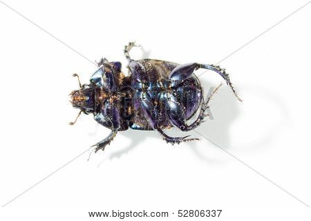 The genus Scarabaeus
