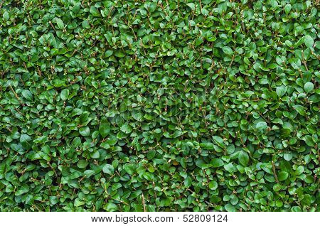 Close-up Privet Hedge