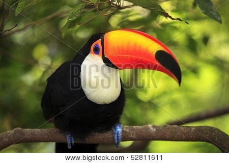 Toucan (Ramphastos toco)