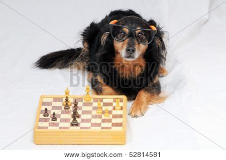 Smart Dog Playing Chess