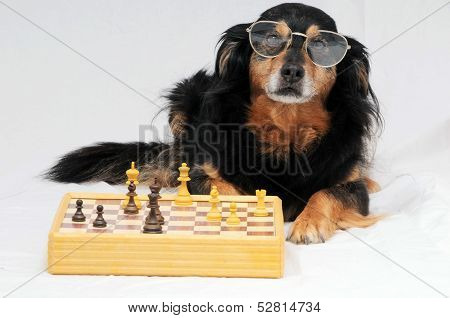 Smart Dog Playing Chess
