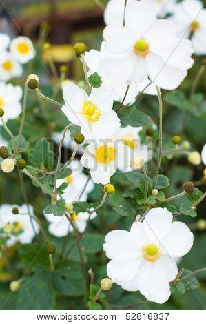 White Crocus Flowers