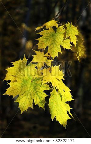 Leaves on the branch in the autumn forest