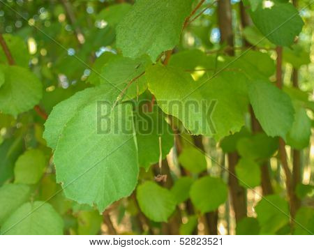 Hazel Tree Leaf