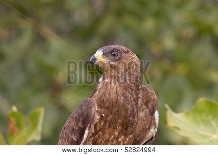 Honey Buzzard Portrait