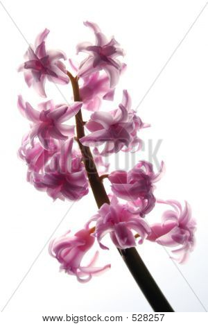 Flor-de-rosa